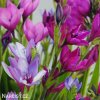 Babiana stricta smes mix 4