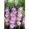 Gladiol Mediterranee 03