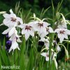 Acidanthera bicolor Pavi orchidej 2