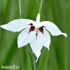 Acidanthera bicolor Pavi orchidej 3