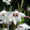 Acidanthera bicolor Pavi orchidej 8