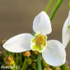 snezenka galanthus woronowii 3