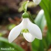 snezenka galanthus woronowii 4