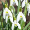 snezenka galanthus woronowii 1