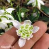 snezenka galanthus flore pleno 2