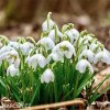 snezenka galanthus flore pleno 3