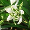 snezenka galanthus flore pleno 4