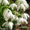 snezenka galanthus flore pleno 5