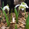 snezenka galanthus flore pleno 7