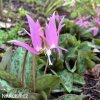 Kandík psí zub Erythronium dens canis 6