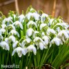 snezenka galanthus flore pleno 1