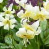 kandik bily erythronium white 3