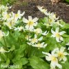 kandik bily erythronium white 5