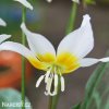 kandik bily erythronium white 6