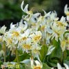 kandik bily erythronium white 1