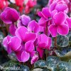 bramborik jarni cyclamen coum 2