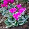 bramborik jarni cyclamen coum 3