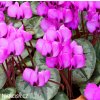 bramborik jarni cyclamen coum 4