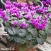 bramborik jarni cyclamen coum 5