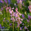 hyacintovec ruzovy hispanica pink 3