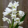 Hyacintovec bílý - Hyacinthoides hispanica white