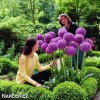 fialovy cesnek allium giganteum 3