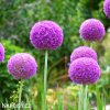 fialovy cesnek allium giganteum 4