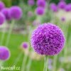 fialovy cesnek allium giganteum 5