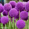 fialovy cesnek allium giganteum 1