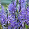 ladonik modry camassia caerulea 3