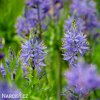 ladonik modry camassia caerulea 4