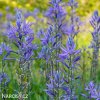 ladonik modry camassia caerulea 5