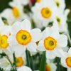 bílooranžový narcis flower record 2