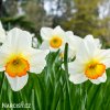 bílooranžový narcis flower record 4