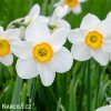 bílooranžový narcis flower record 6