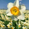 bílooranžový narcis flower record 7