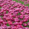 vinovy plnokvety tulipan dream touch 2