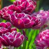 vinovy plnokvety tulipan dream touch 3