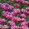 vinovy plnokvety tulipan dream touch 7