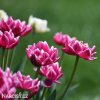 vinovy plnokvety tulipan dream touch 8