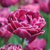 vinovy plnokvety tulipan dream touch 1
