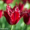 cerveny trepenity tulipan pacific pearl 3