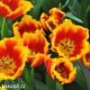 cervenozluty trepenity tulipan davenport 2