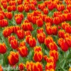 cervenozluty trepenity tulipan davenport 3