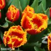 cervenozluty trepenity tulipan davenport 4