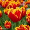 cervenozluty trepenity tulipan davenport 5