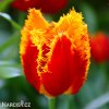 cervenozluty trepenity tulipan davenport 1