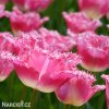 ruzovy trepenity tulipan fancy frills 2