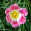 ruzovy trepenity tulipan fancy frills 3