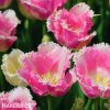 ruzovy trepenity tulipan fancy frills 4